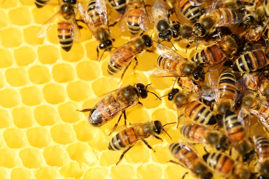 Honeybees on a bright yellow honeycomb