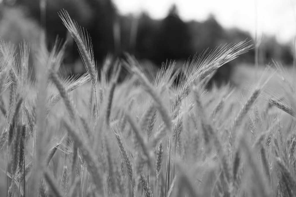 Grain field in black and white, close-up of stalks