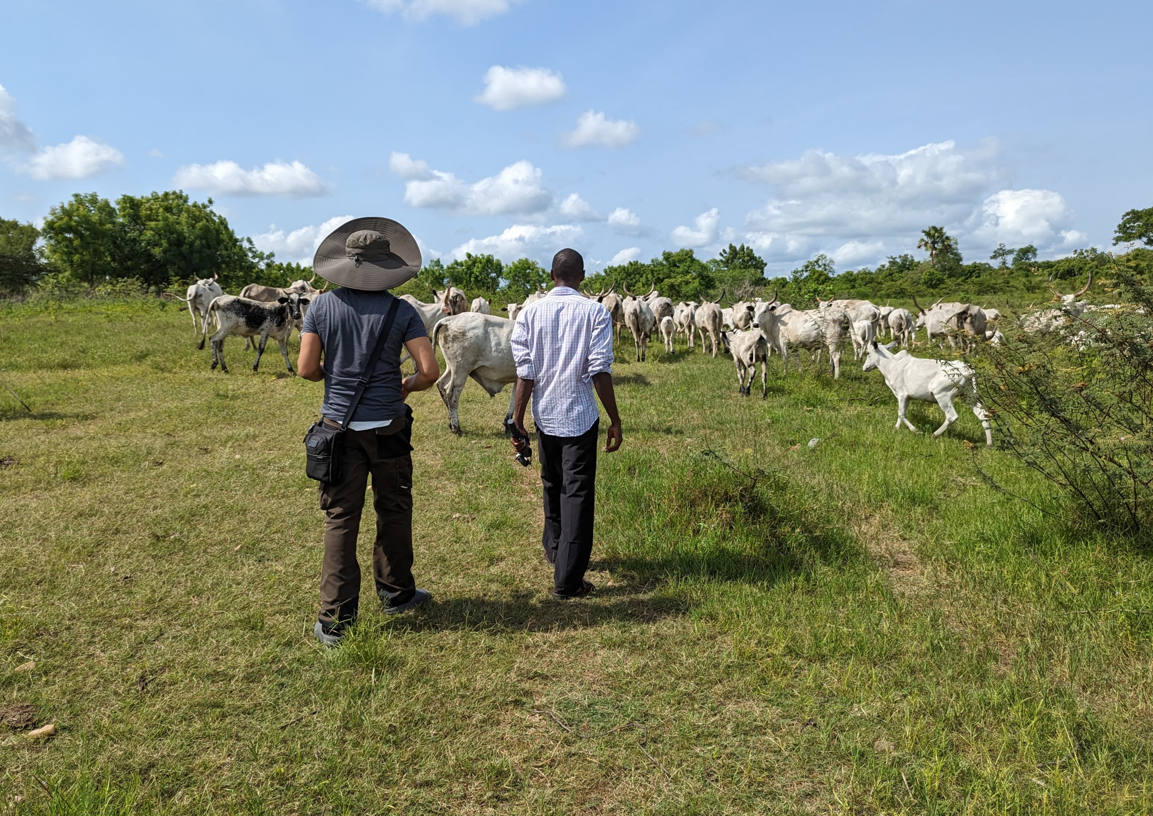 Two people walking toward a herd of cattle in a green pasture at Ubuntu Farms
