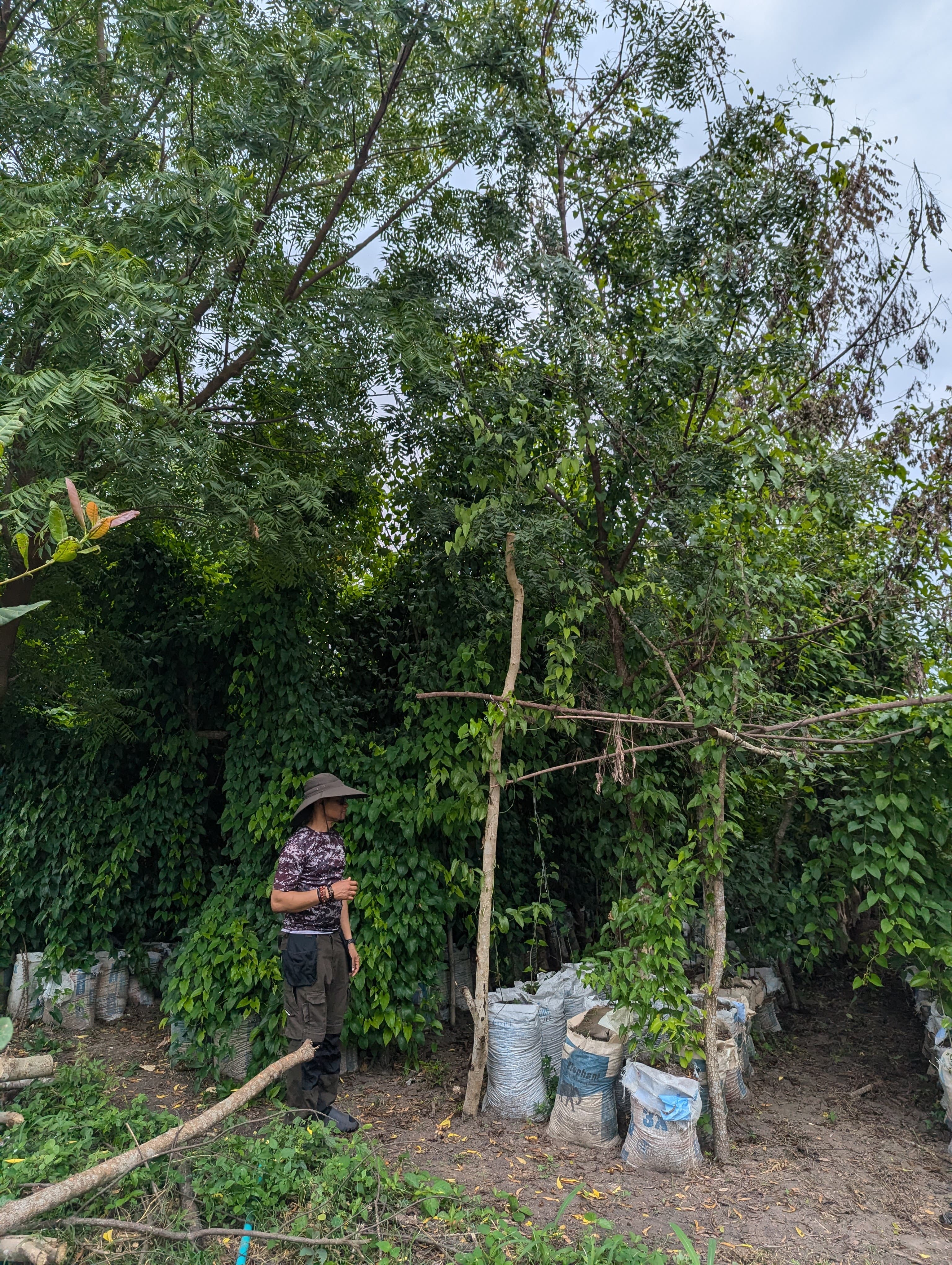 Ubuntu Farms — lush crops and trees on the farm