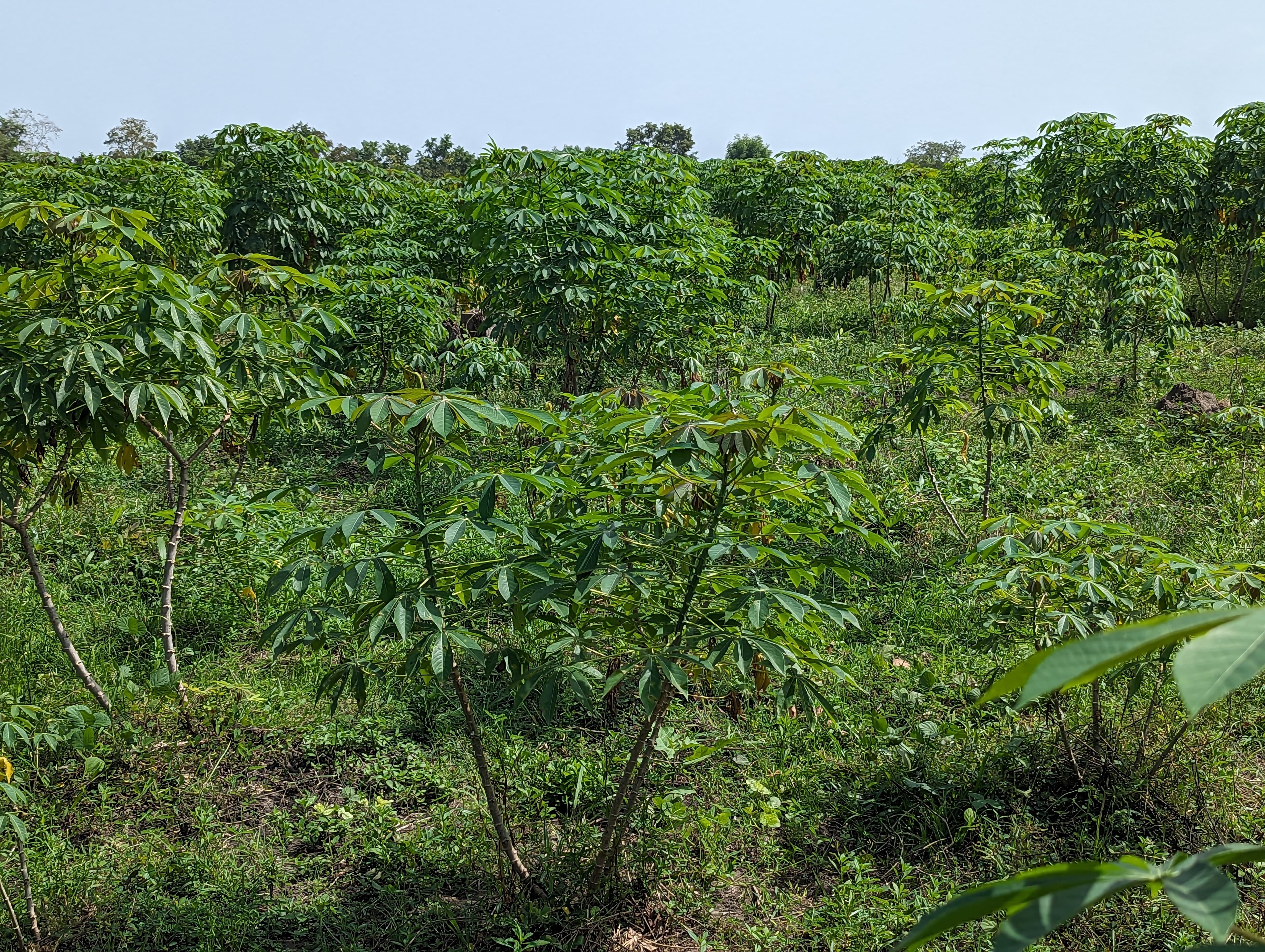 Cassava field under open sky at Ubuntu Farms