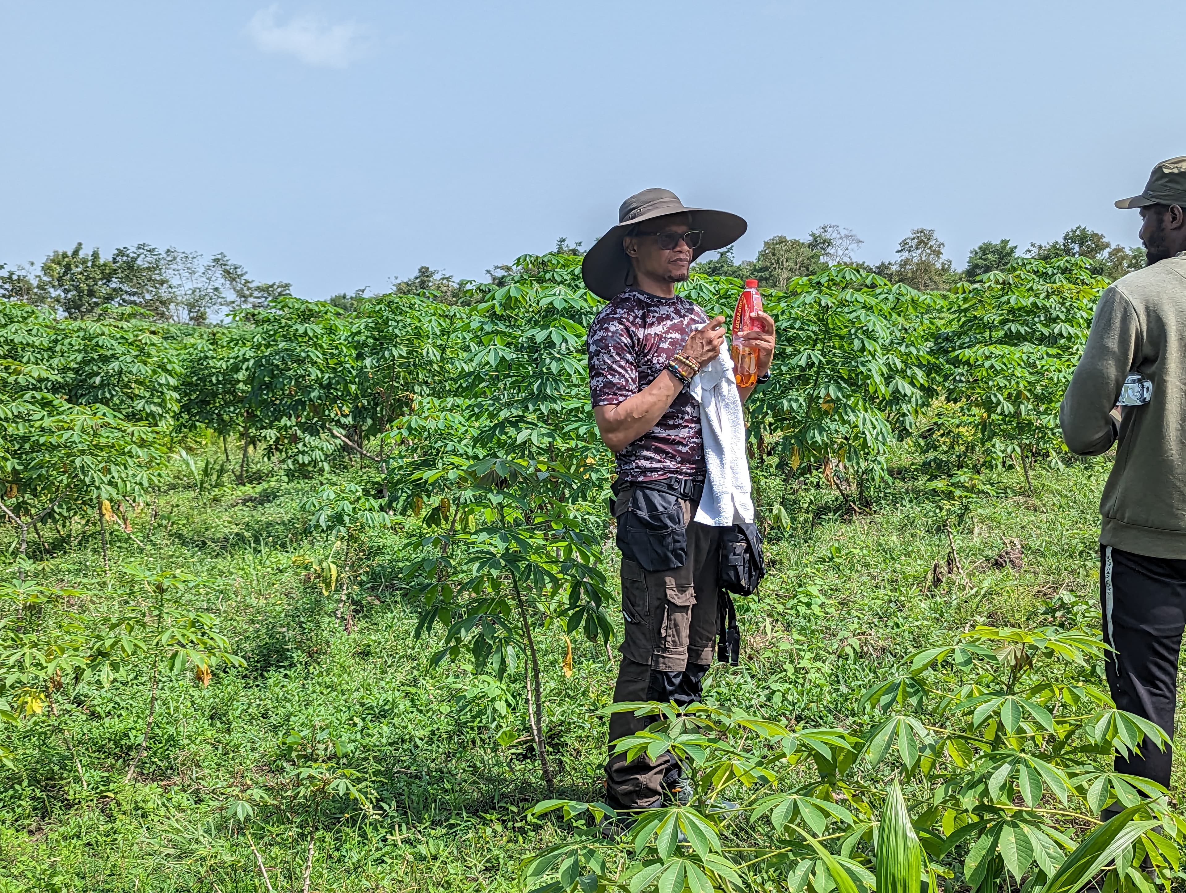 Field work among cassava at Ubuntu Farms