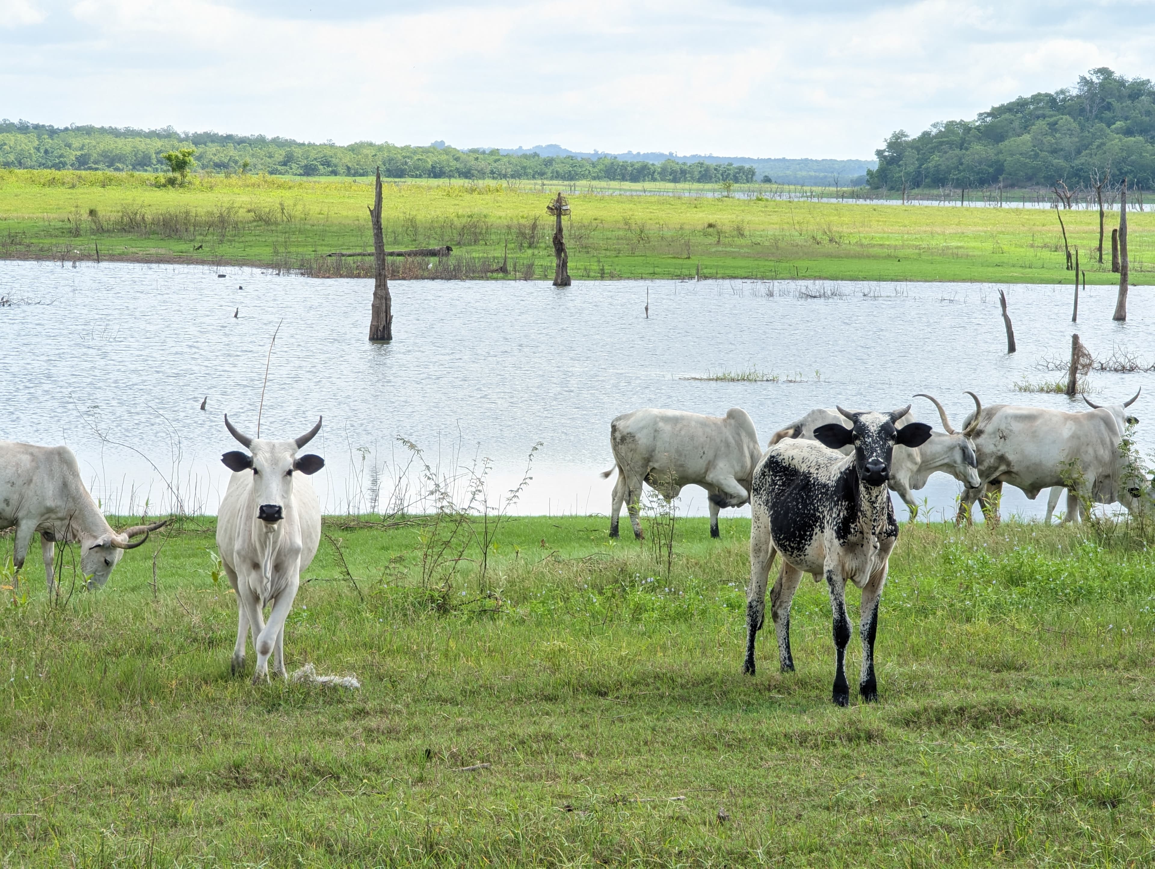 Cattle grazing beside water with trees and open fields at Ubuntu Farms