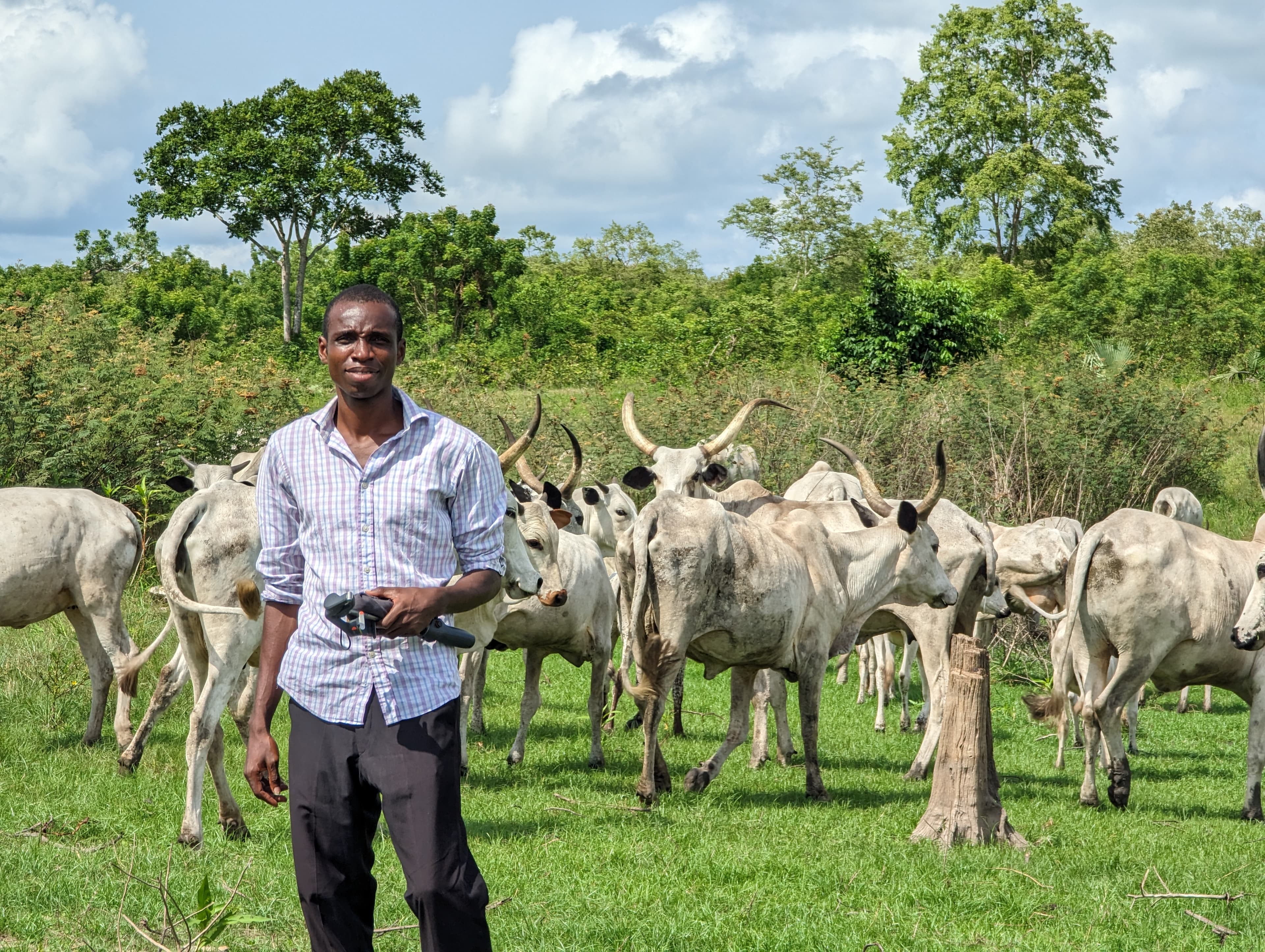 Team member with a herd of cattle in a grassy field at Ubuntu Farms