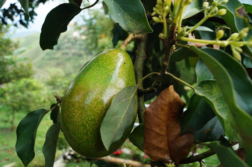 Green avocado hanging from a branch in the orchard
