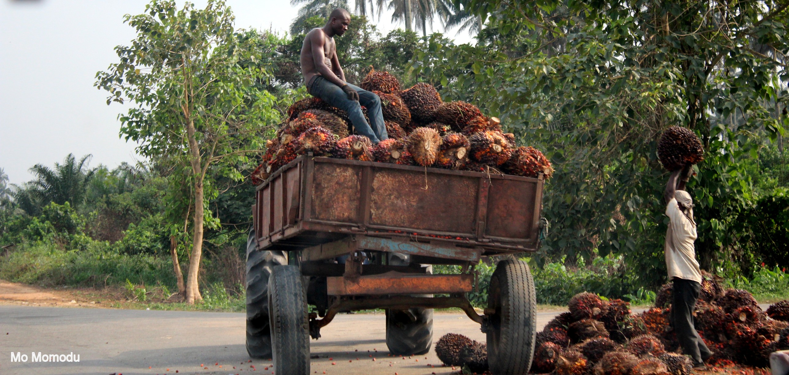 Person on truck with palm fruit bunches - Ubuntu Farms logistics and farming operations